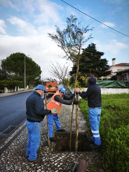 🌳INOVA PLANTA 60 JACARANDÁS EM CANTANHEDE